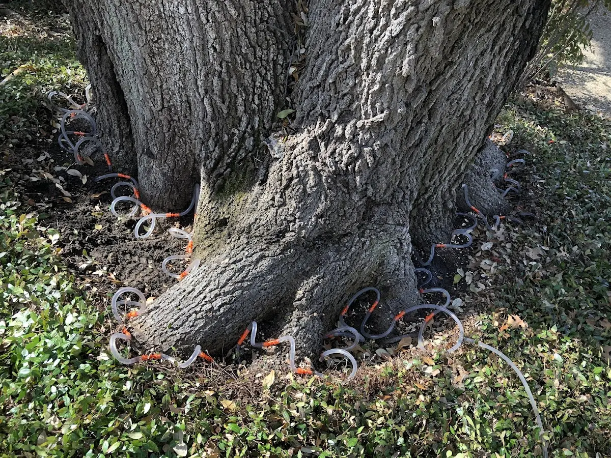 Detailed Tree Cabling and Bracing job site in Seaside
