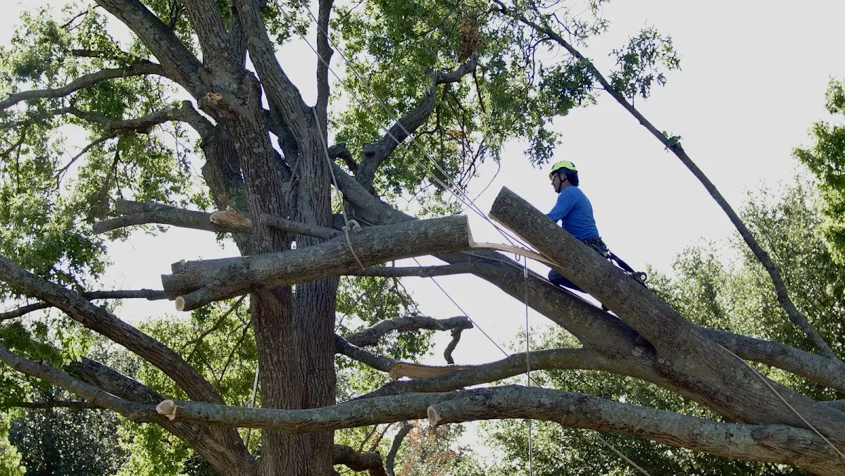Professional Crown Thinning performed by certified arborists in Seaside