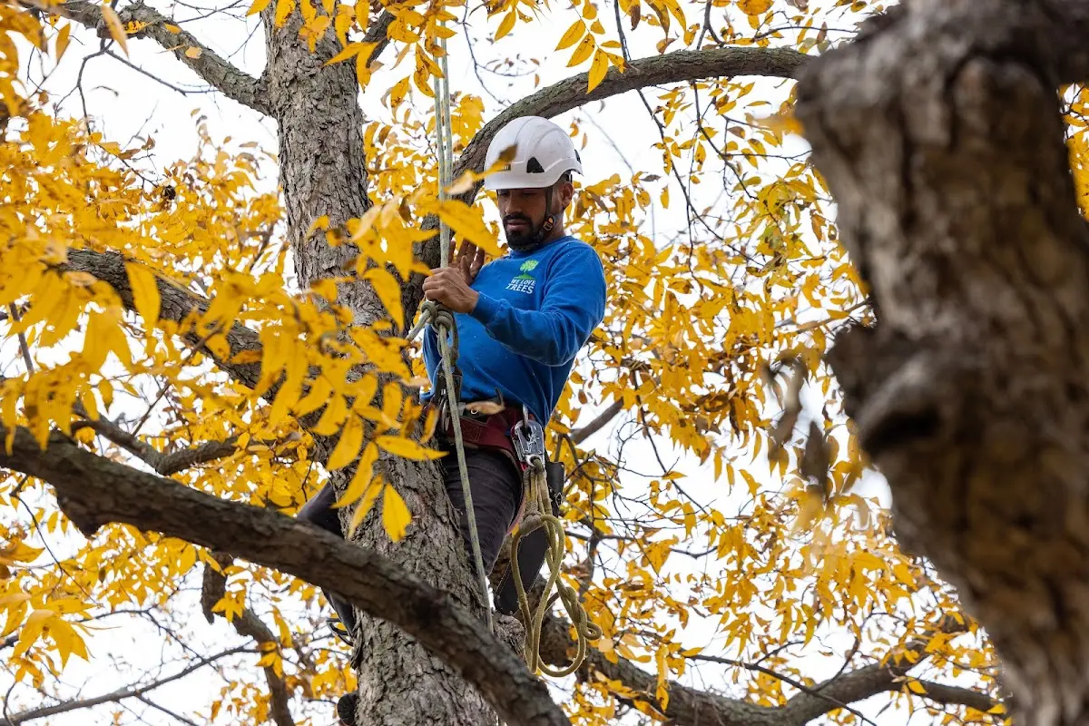 Skilled Tree Pruning crew working in Seaside